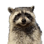 FRED,First Convicted RACCON