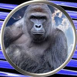HARAMBE,Harambe